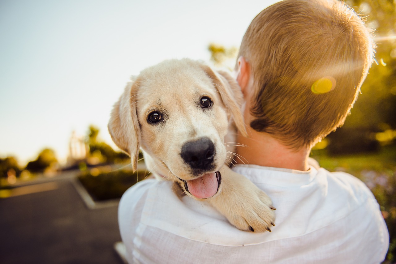Home Security: How a Dog Can Help